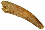 Fossil Pterosaur (Siroccopteryx) Tooth - Morocco #274333-1